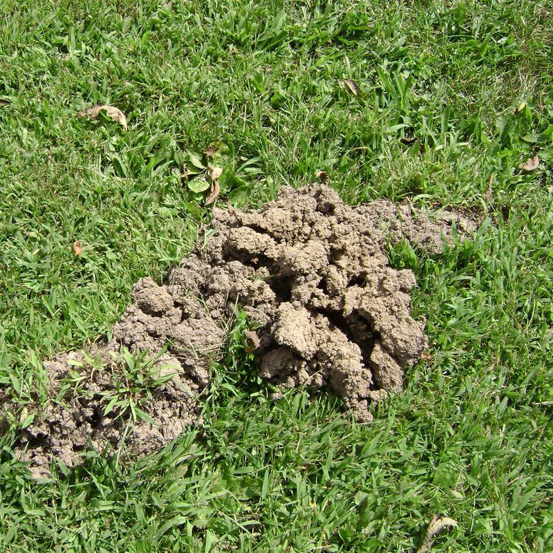 Fresh molehill mound disrupting green lawn in outdoor pest control and lawn and garden settings