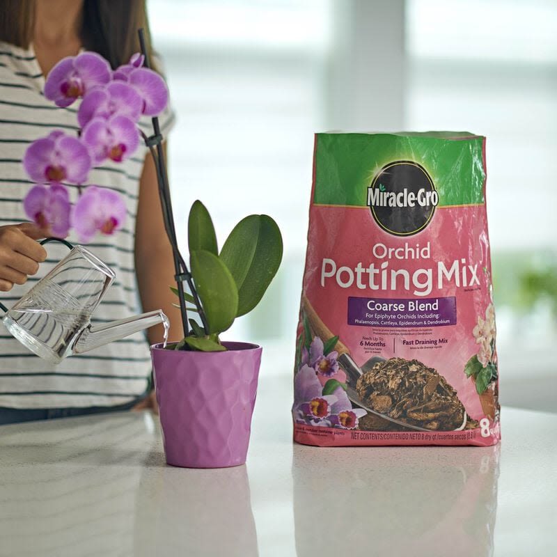 Person watering orchid plant in purple pot beside bag of coarse blend orchid potting mix for home gardening