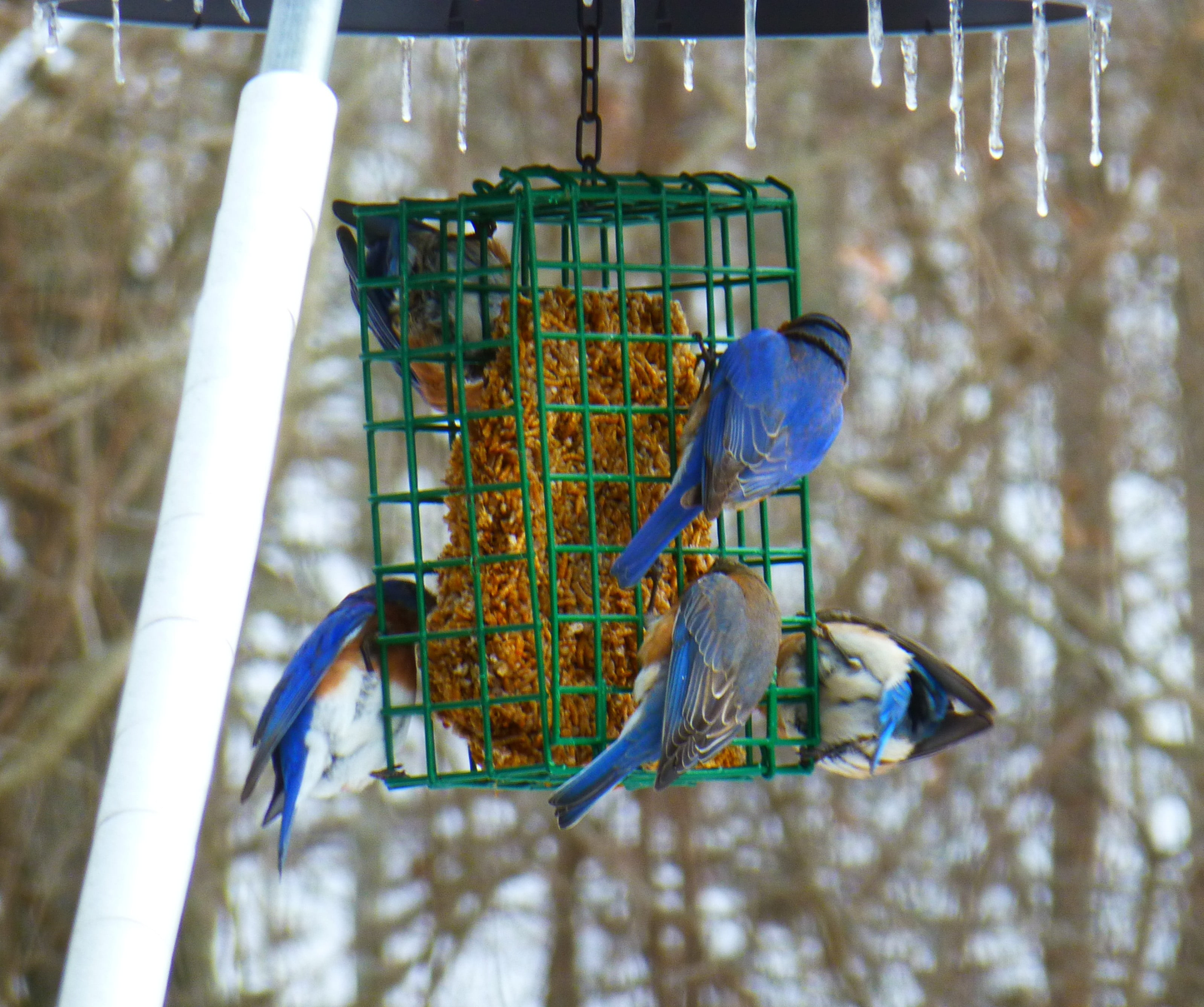 Green metal bird feeder cage holding a nut seed cake with multiple blue and white birds feeding outdoors
