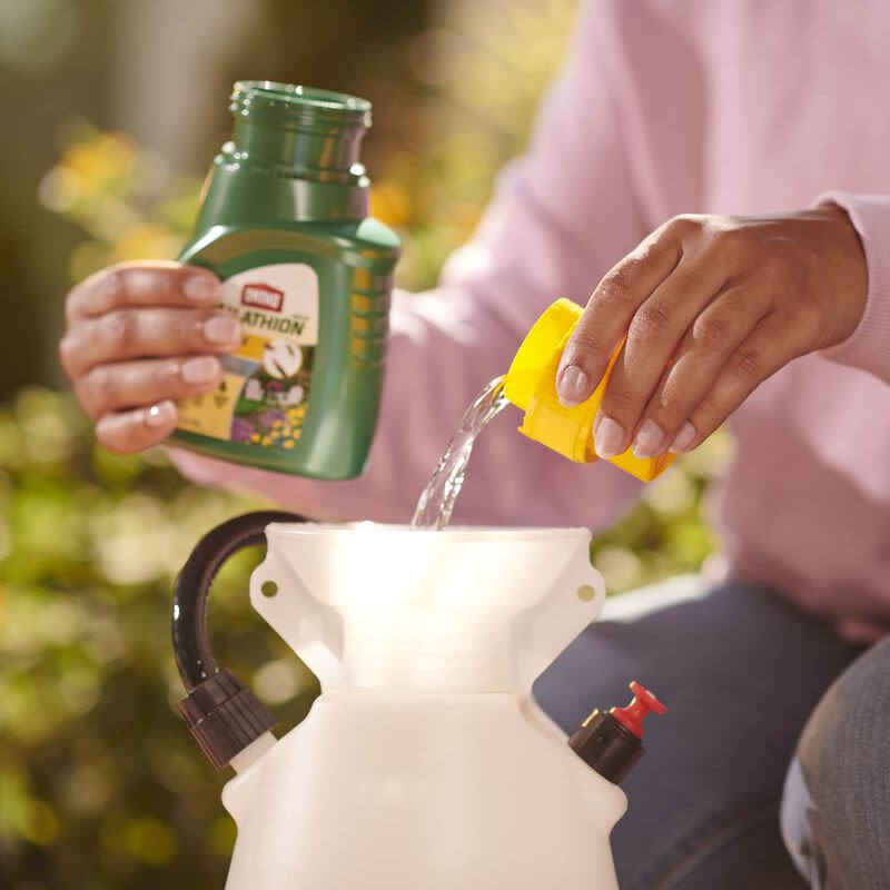 Person measuring and pouring green insect spray concentrate from a bottle into a garden sprayer for pest control use