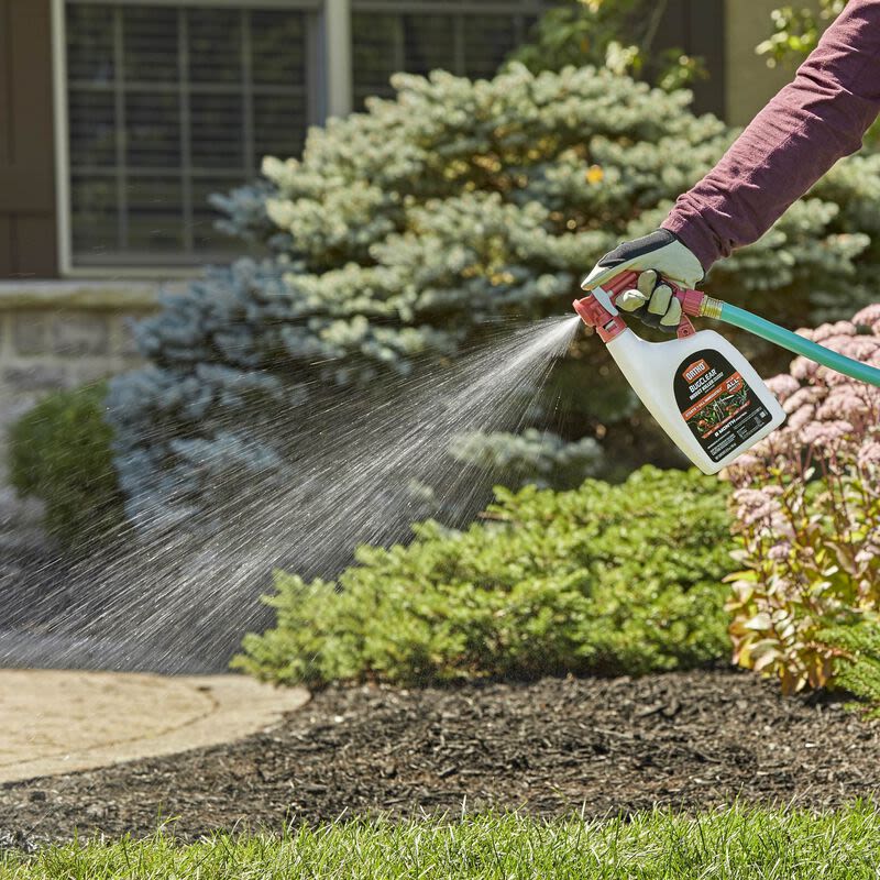 Gloved hand spraying Ortho BugClear insect killer connected to garden hose on yard shrubs and lawn area
