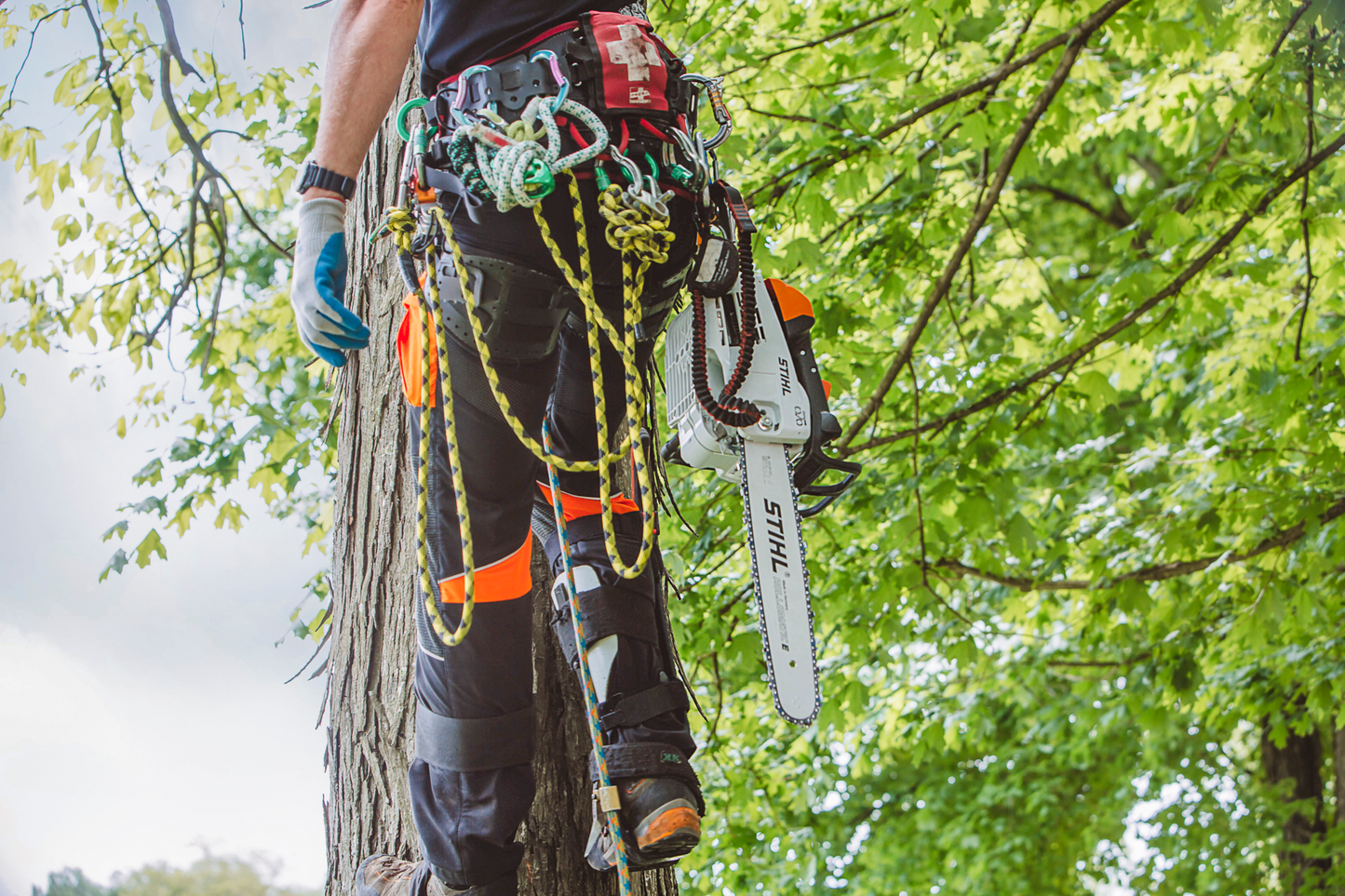 Arborist climbing a tree carrying a STIHL chainsaw with safety gear and ropes for professional tree care tasks