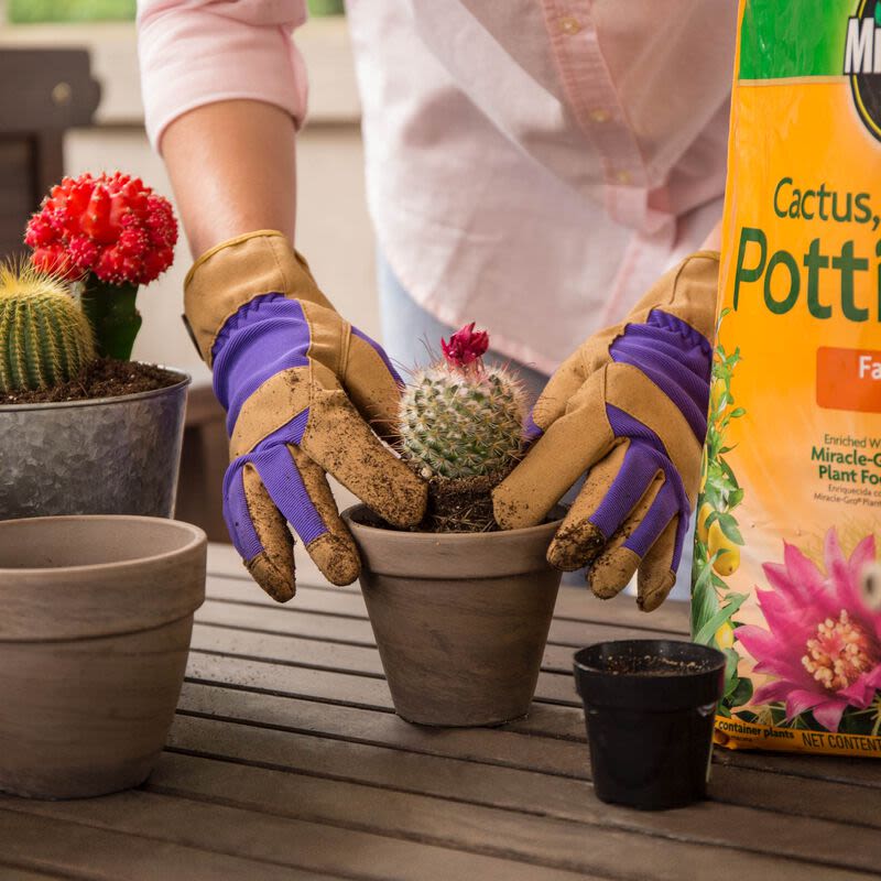 Gardener wearing gloves planting small cactus in terra cotta pot using fast-draining soil for outdoor living and gardening