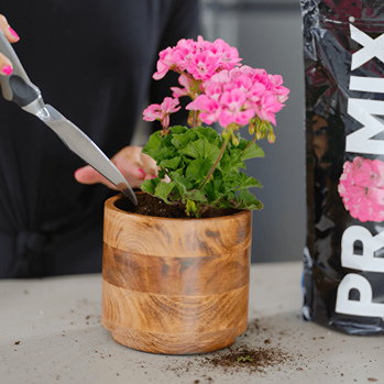 Person trimming soil around pink blooming plant in wooden container with Pro-Mix potting mix bag nearby