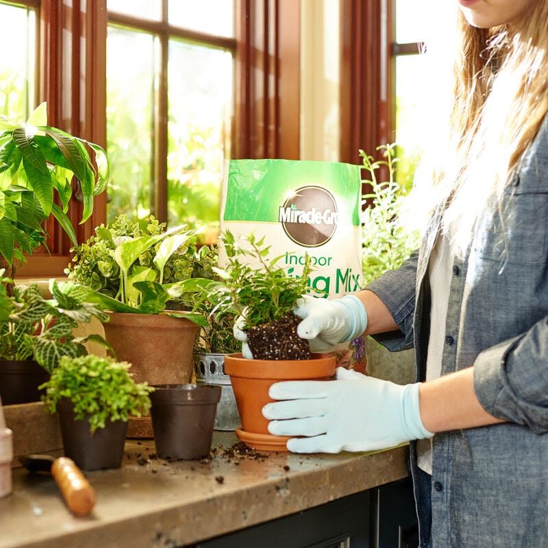 Person wearing gloves repotting indoor plants with Miracle-Gro potting mix near sunlit window garden area