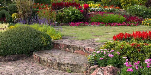Cultivate Beauty in Your Backyard