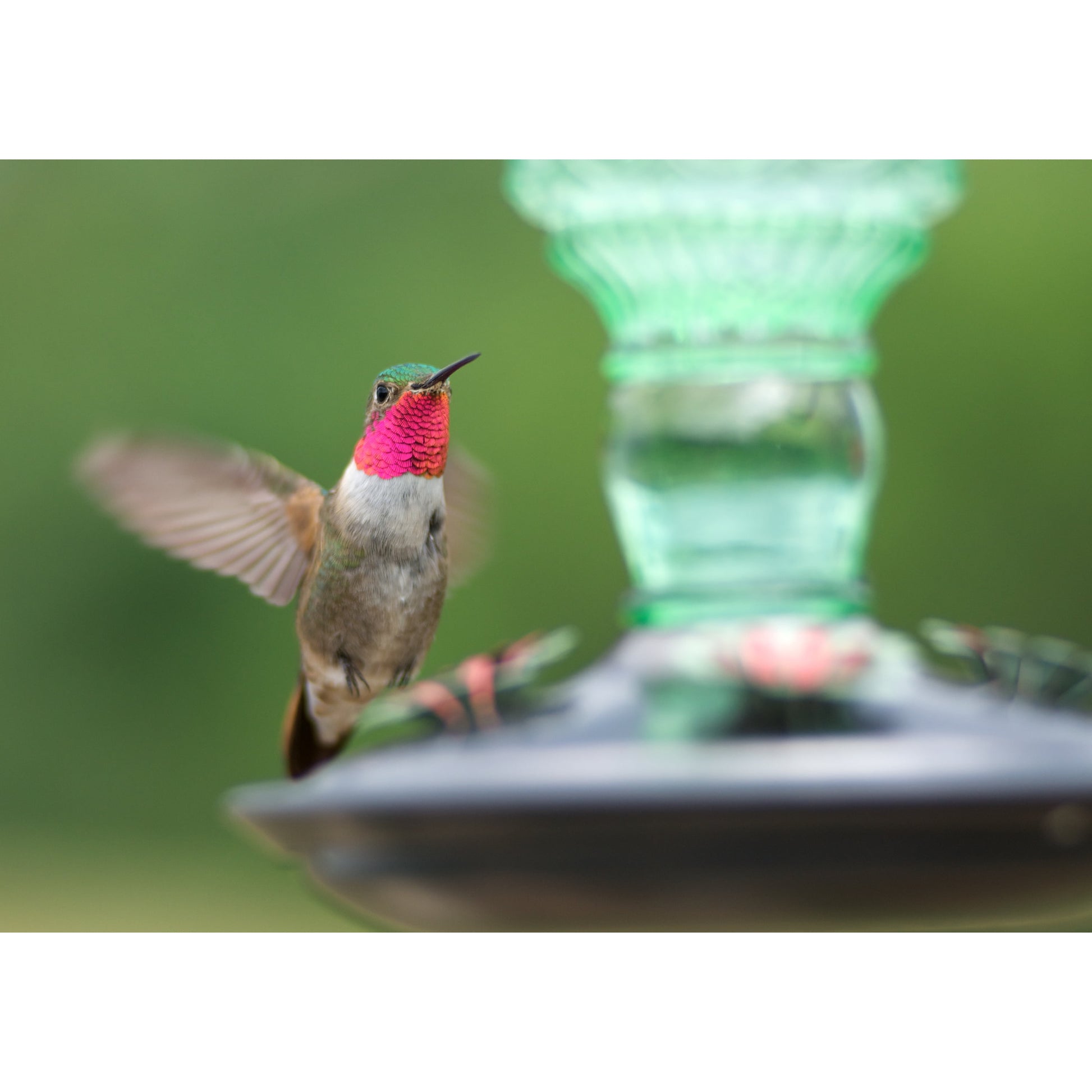 Hummingbird with iridescent pink throat hovering near green glass antique-style hummingbird feeder outdoors