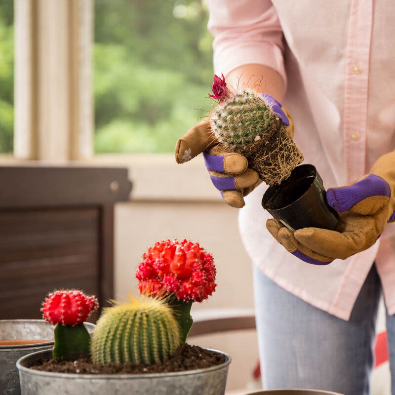 crump greenhouse cactus and succulent potting mix Miracle-Gro Cactus, Palm & Citrus Potting Mix 8 qts