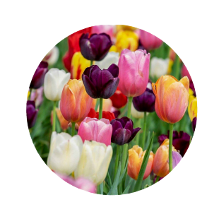 Colorful tulip flowers in a garden featuring pink, white, yellow, orange, and dark purple blooms in full bloom