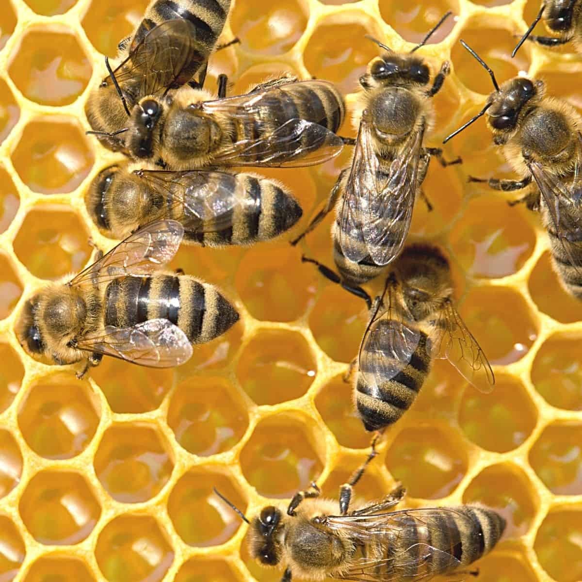 Close-up of honeybees working on golden honeycomb cells in a natural beekeeping environment for home improvement tasks