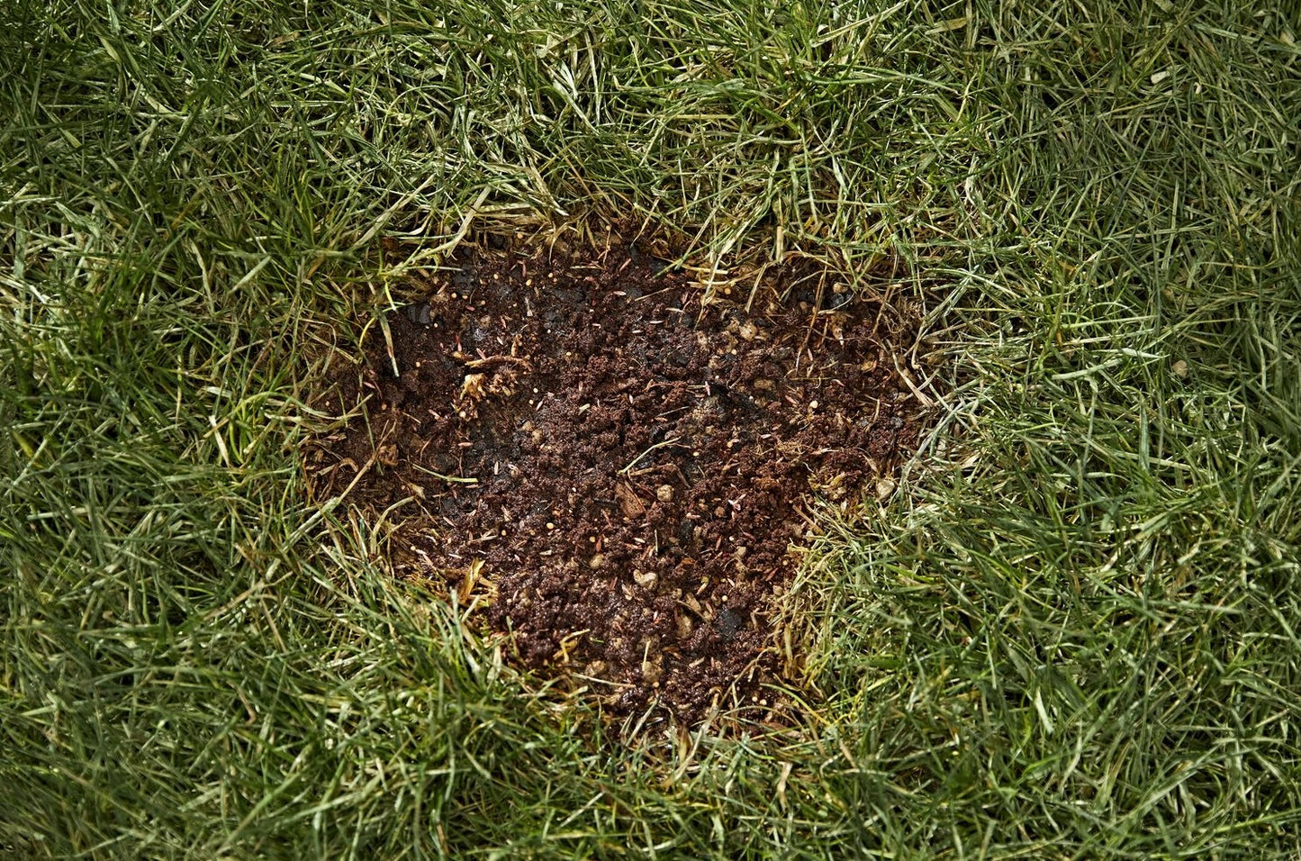 Bare lawn patch filled with seed and soil blend for easy lawn care grass repair under $50 in sunny or shaded areas