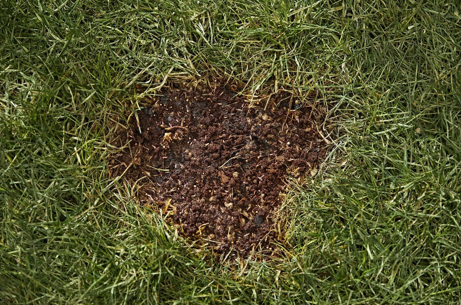 Bare lawn patch filled with seed and soil blend for easy lawn care grass repair under $50 in sunny or shaded areas