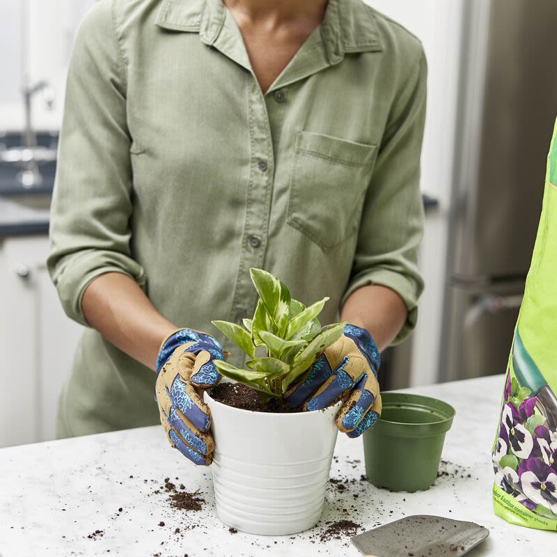 Person wearing blue and tan gloves placing green variegated plant into white ceramic pot on kitchen counter
