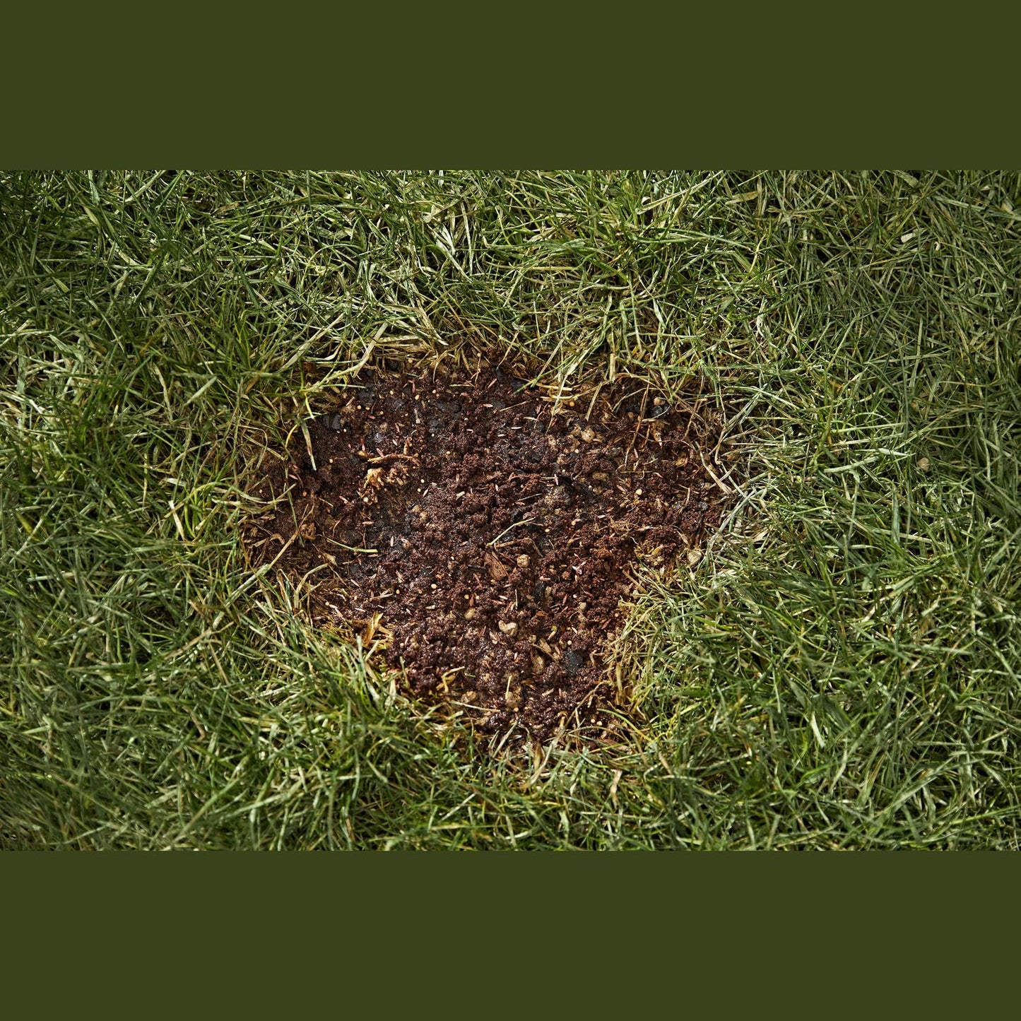 Patch of bare soil in lawn surrounded by green grass, suitable for grass seed and lawn care repair projects