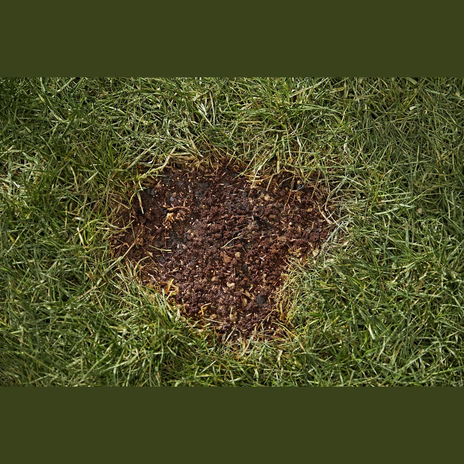 Patch of bare soil in lawn surrounded by green grass, suitable for grass seed and lawn care repair projects