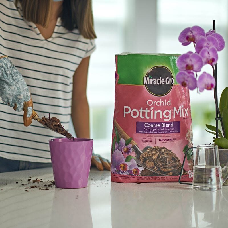 Person using a scoop to fill purple planter with coarse blend orchid potting mix next to orchid flowers and clear watering glass