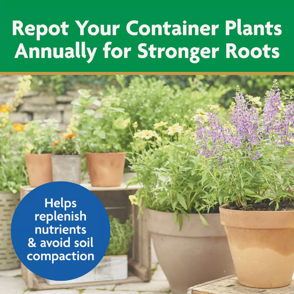 Terracotta and ceramic pots with blooming flowers arranged outdoors on a stone patio for gardening tips.