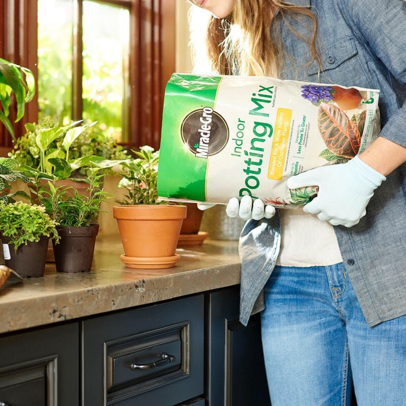 Person pouring Miracle-Gro potting mix into terracotta pot on kitchen counter with indoor plants nearby