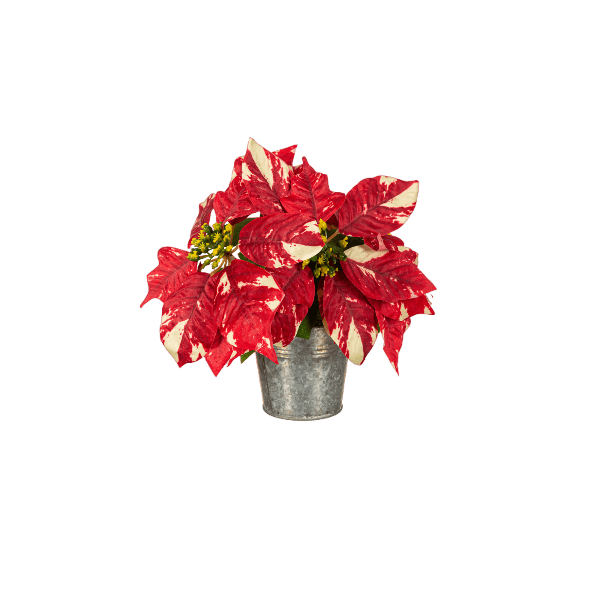 Variegated red and white poinsettia plant in a galvanized metal pot for seasonal home decoration use