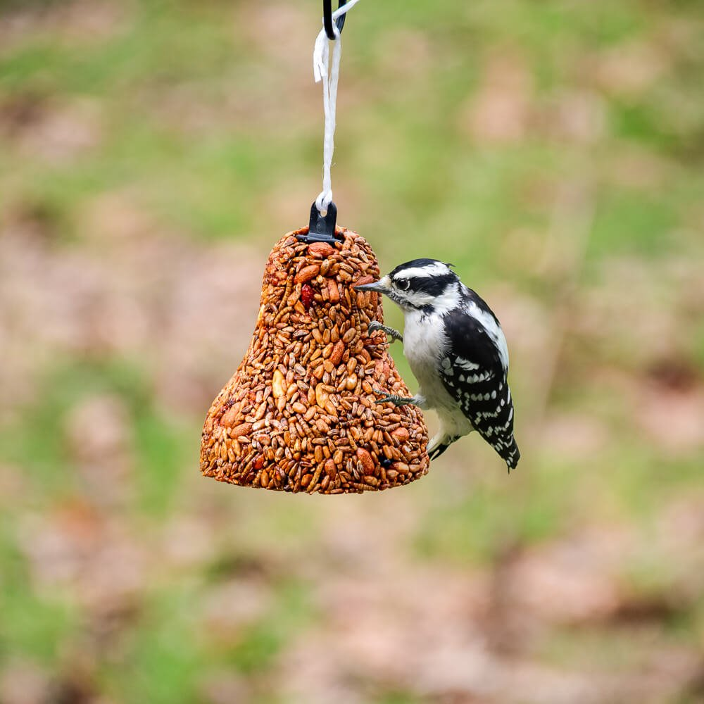 Bell-shaped feeder filled with golden safflower seed attracting a black and white woodpecker outdoors