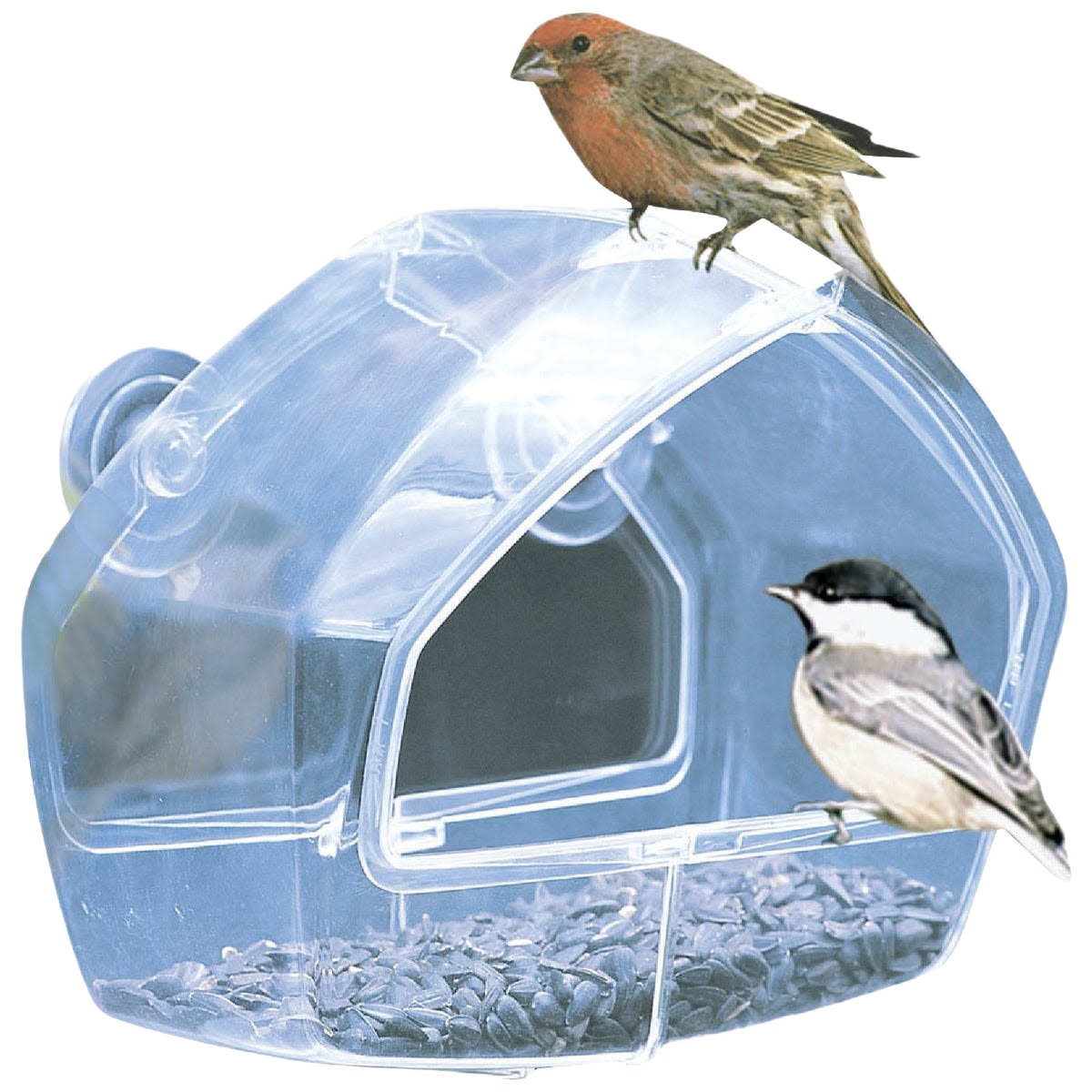 Clear plastic window bird feeder with two small birds perched, filled with black oil sunflower seeds for outdoor feeding