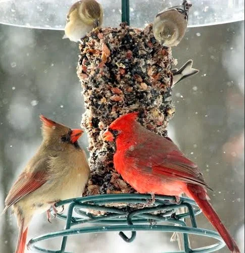 WildBird Feast seed cylinder with a pair of cardinals and small songbirds feeding outdoors in winter