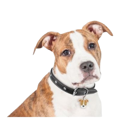 Brown and white pitbull dog wearing a black collar with a white and brown enamel ID tag for pet identification