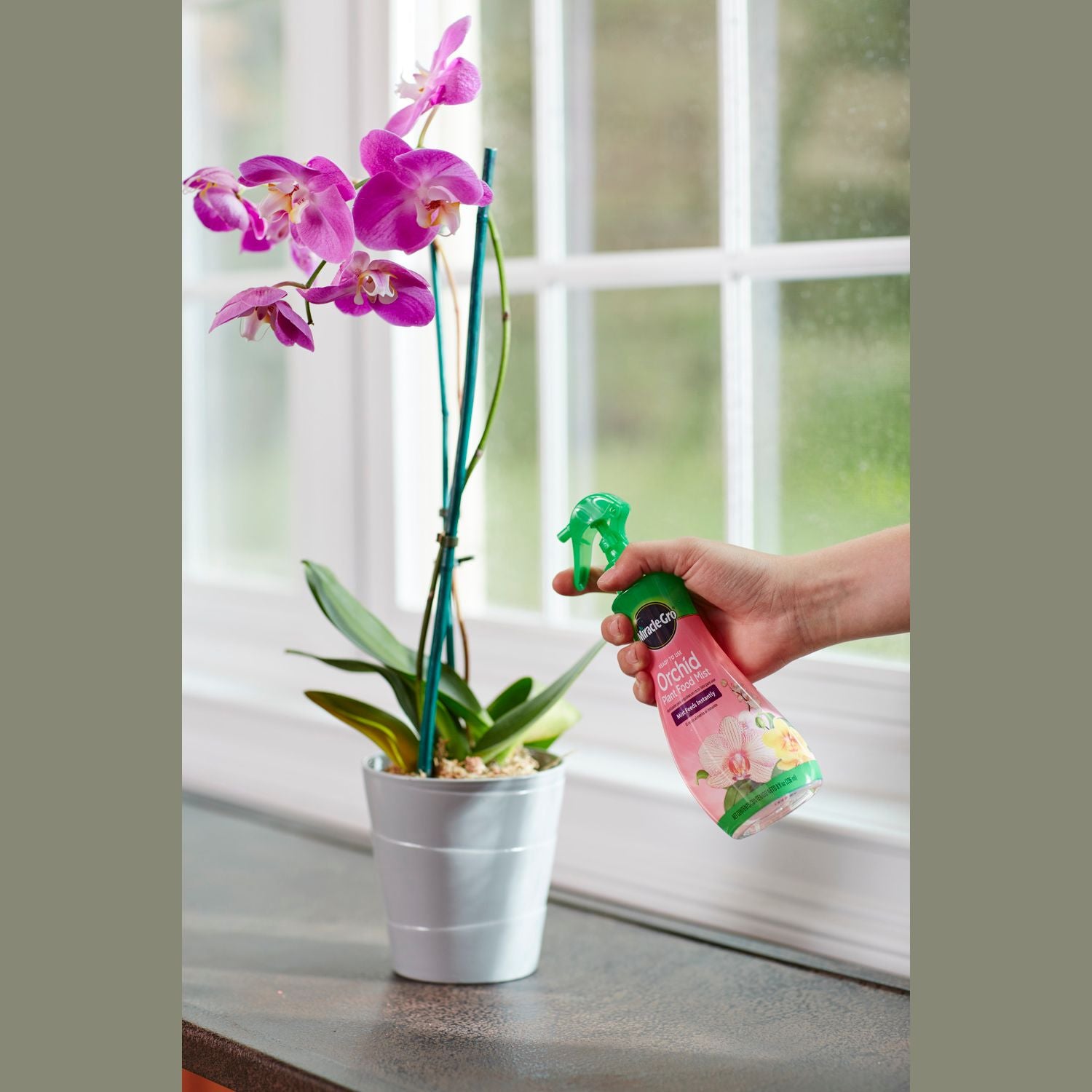 Hand spraying Miracle-Gro Orchid Plant Food Mist on vibrant pink orchid in white pot by window for plant care