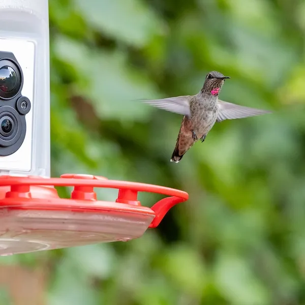 FeatherSnap Camera Hummingbird Feeder