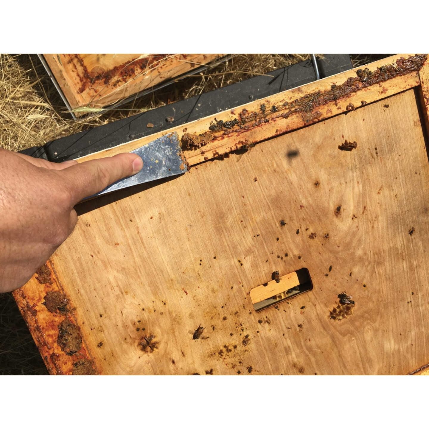 Hand using steel beehive tool to scrape hive wooden frame with bees for beekeeping and home improvement tasks