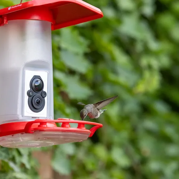 FeatherSnap Camera Hummingbird Feeder