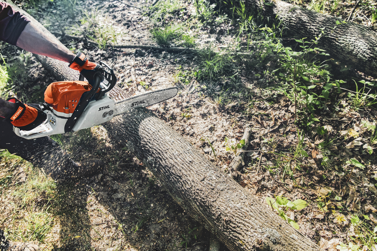 Hands operating a gas-powered chainsaw cutting through a large tree trunk outdoors in a wooded area