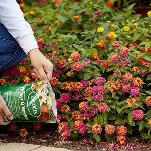 Hand applying Scotts plant food from green bag onto colorful lantana flowers in a home garden bed setting