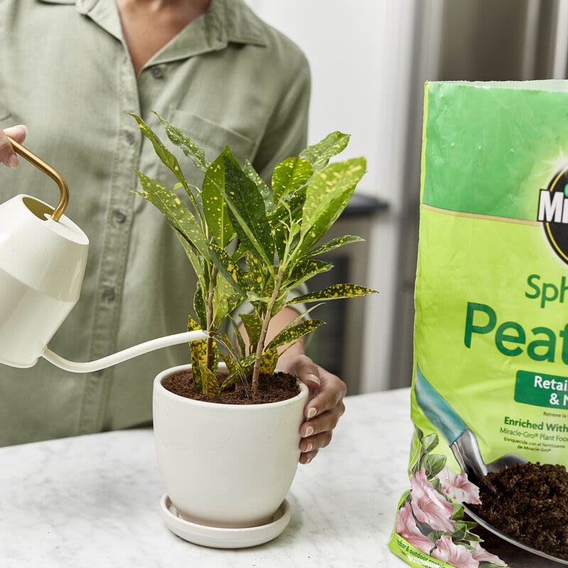 Person watering green houseplant in white pot next to green bag of sphagnum peat moss for soil care