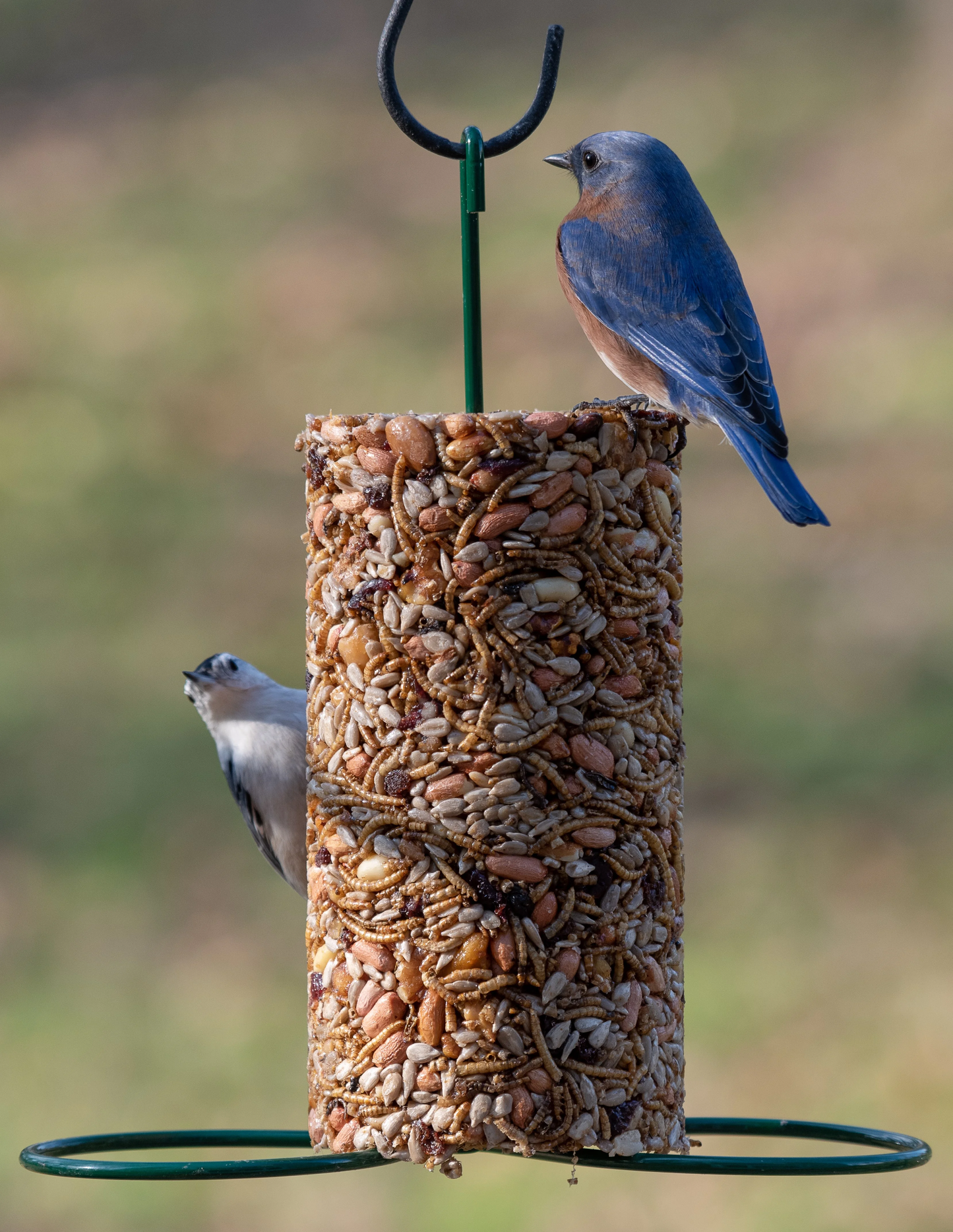 Cylinder bird feeder filled with nuts and seeds attracting a bluebird and chickadee on an outdoor perch