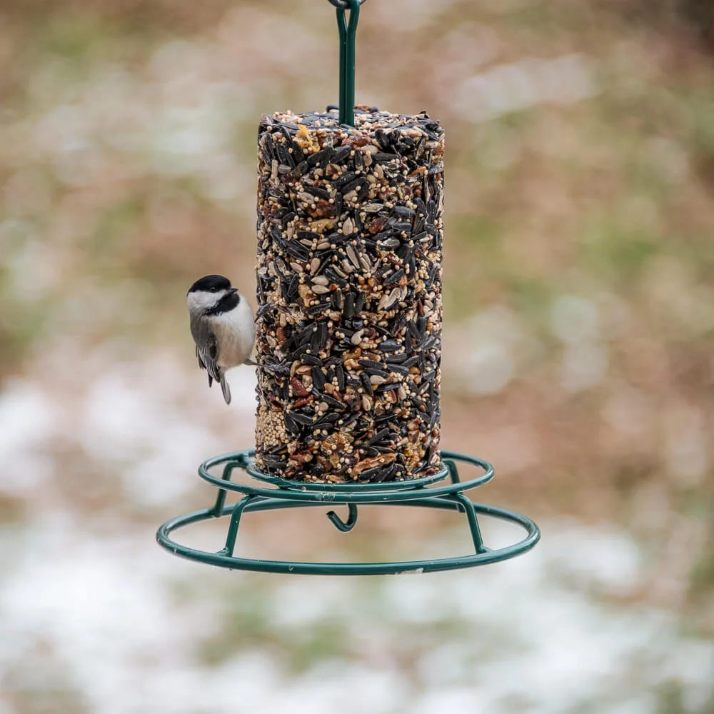 Small seed cylinder block filled with black oil sunflower and assorted seeds hanging outdoors with a chickadee bird.