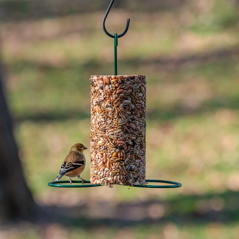 Small seed cylinder feeder with nuts and dried fruit hanging outdoors attracting a small bird on perch ring