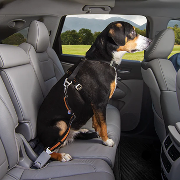 Black and tan dog secured with orange tether seat belt harness inside vehicle for pet safety during travel