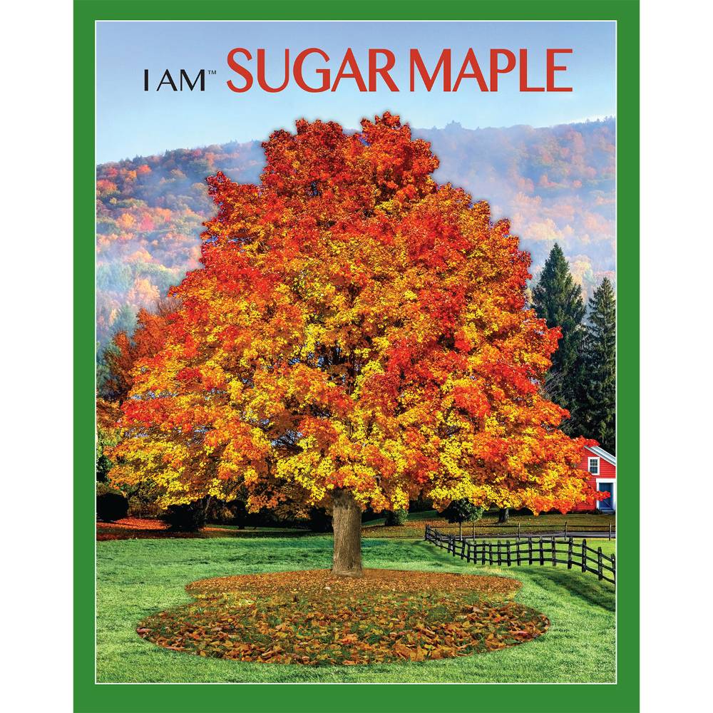 Vibrant sugar maple tree with bright fall foliage in a rural setting, featured in Toys & Games Puzzles collection under $50