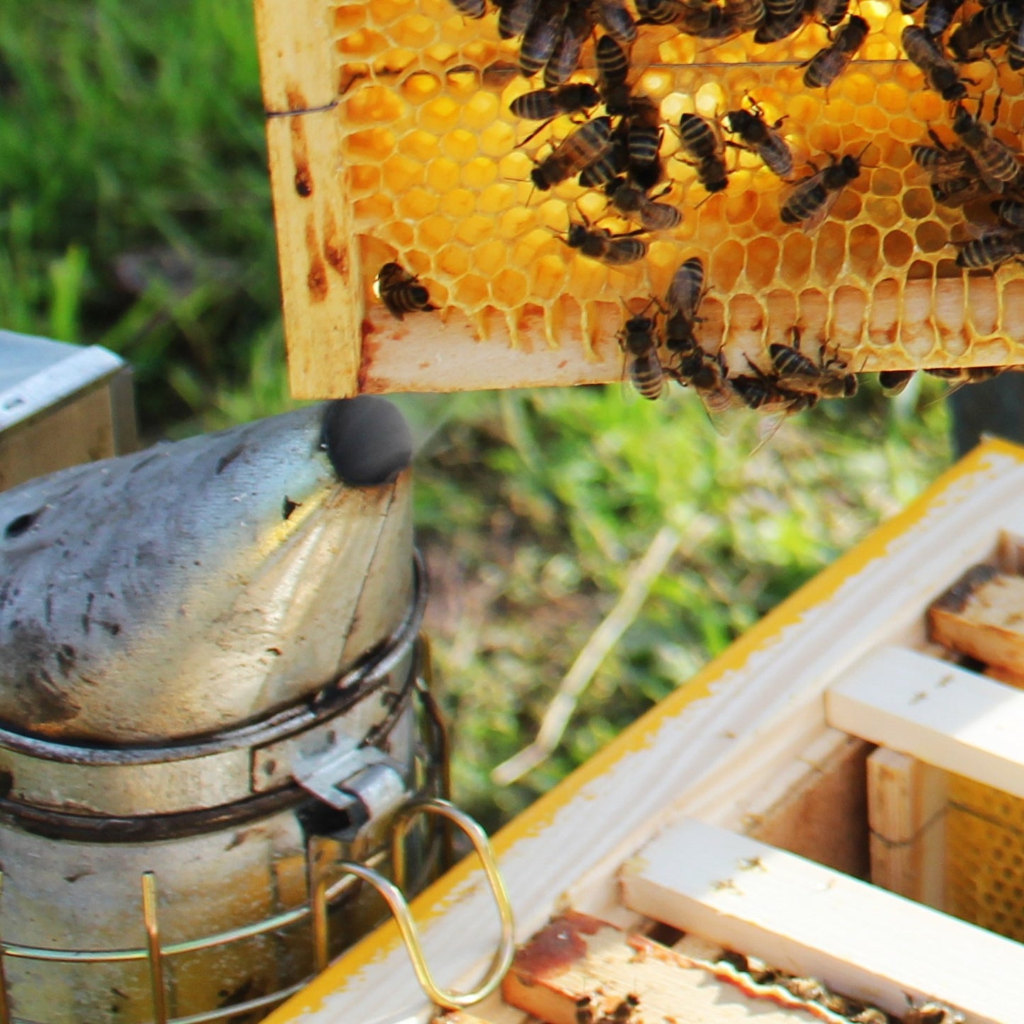 Stainless steel beekeeping smoker with protective cage next to active honeycomb frame outdoors for tools and home use