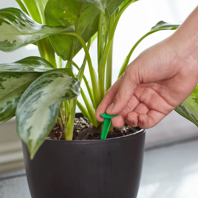 Hand inserting a green plant food spike into soil of a leafy indoor potted plant for plant care and fertilizer use