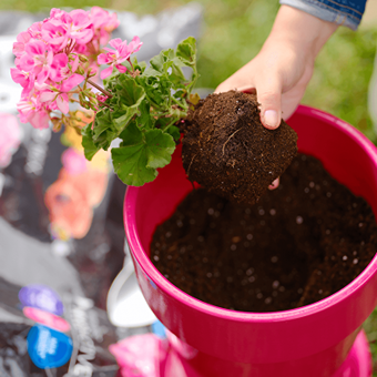 Hand holding root ball of pink flowering plant ready for potting with soil in pink container in gardening setting