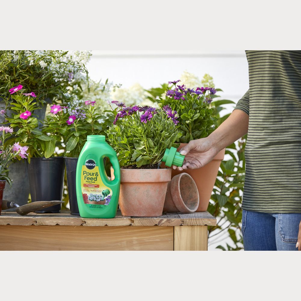 Green container of pour and feed plant food next to purple flowering plants in outdoor garden plant care setting