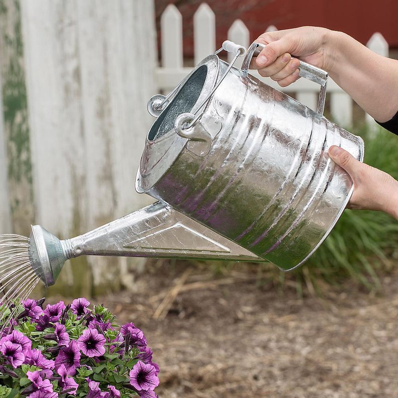 Galvanized metal watering can with long spout used for watering purple flowers in garden setting