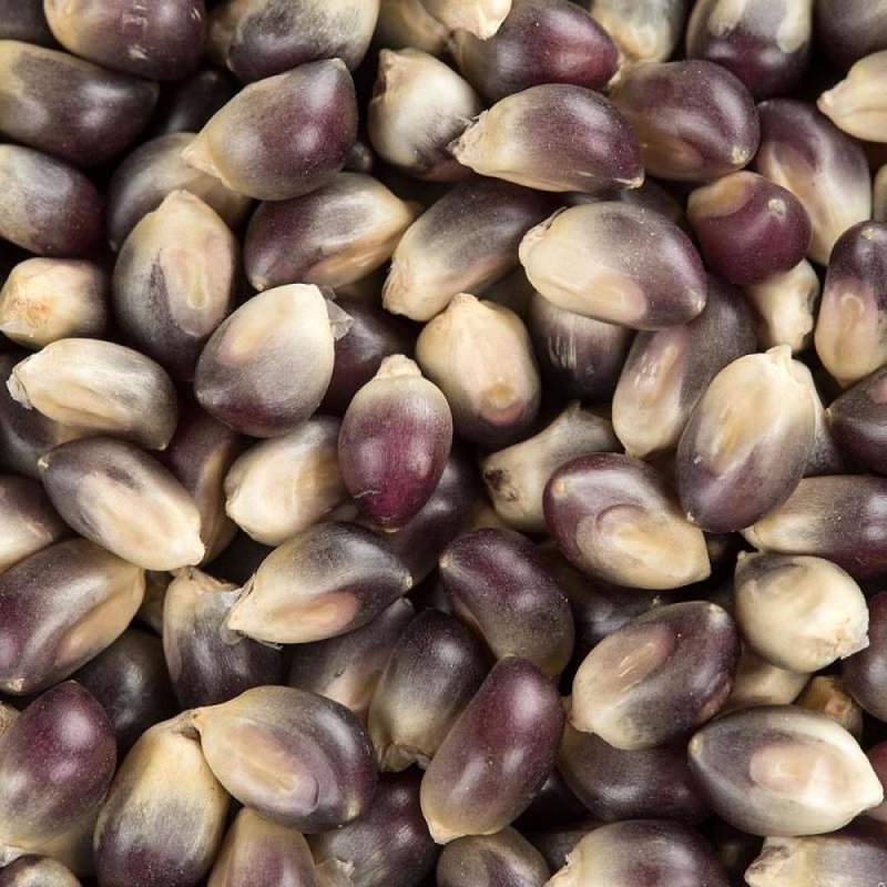 Close-up of blue and cream Amish Country popcorn kernels in food and beverage snacks under $50 collection
