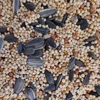 Close-up of mixed bird seeds including sunflower, millet, and other grains for attracting wild birds outdoors