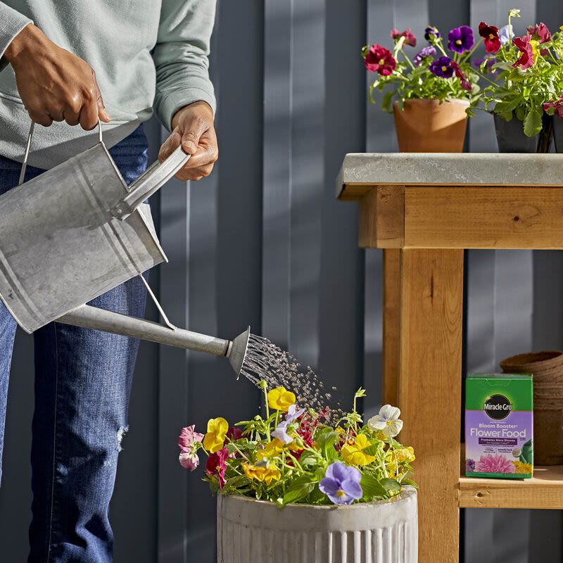 Person watering vibrant flowers in planter near Miracle-Gro Bloom Booster flower food on wooden table in garden care setting