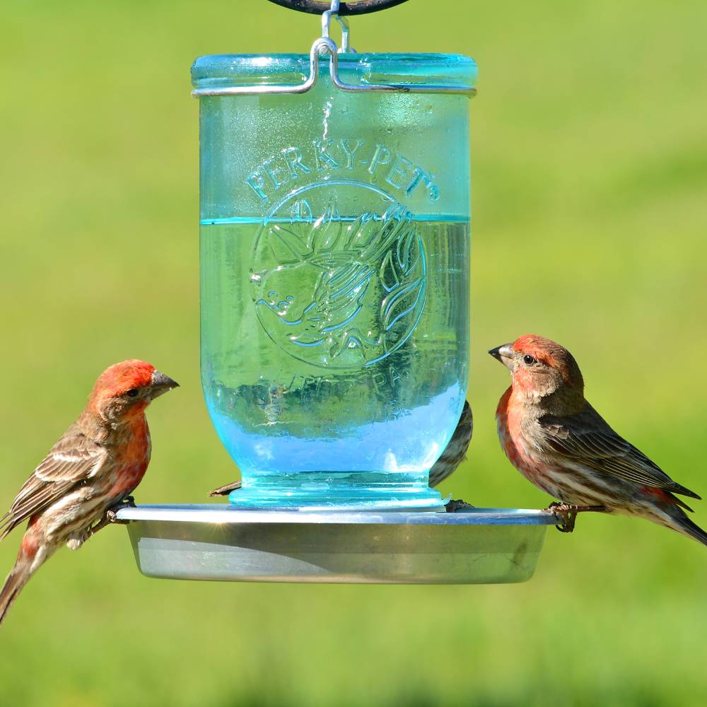 Blue mason jar bird waterer with embossed design and metal base, shown outdoors with two small birds perched on feeder