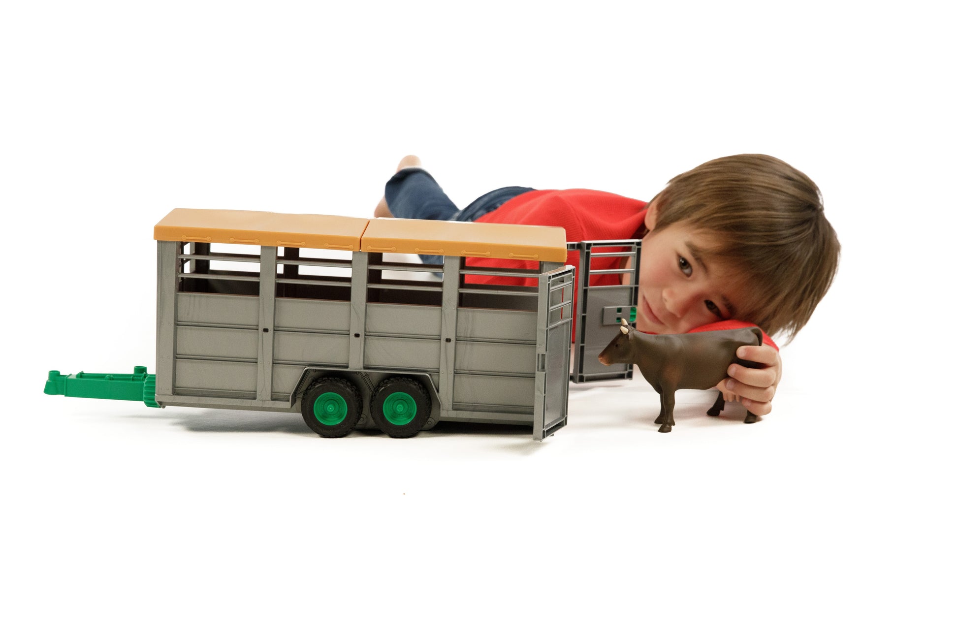 Child playing with gray and orange toy livestock trailer and small brown and black cow figure on white background
