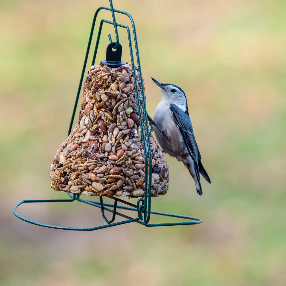 Bell-shaped bird feeder filled with nuts and dried insects attracting a small wild bird outdoors